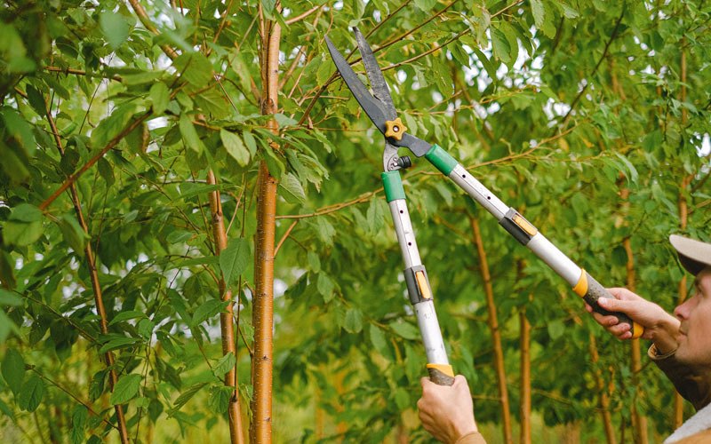 Tree trimming in Midland, SD