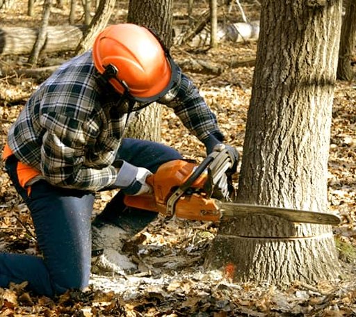 Tree Removal in Midland, SD